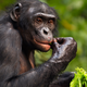 Illustration for article titled Beautiful Act Of Solidarity: When His Zookeeper Started Chemo Treatments, This Amazing Chimpanzee Pissed In His Own Mouth And Chewed On A Head Of Lettuce